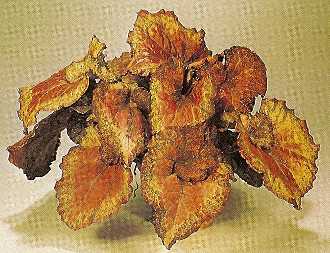 B. ‘Carlton's Velma’